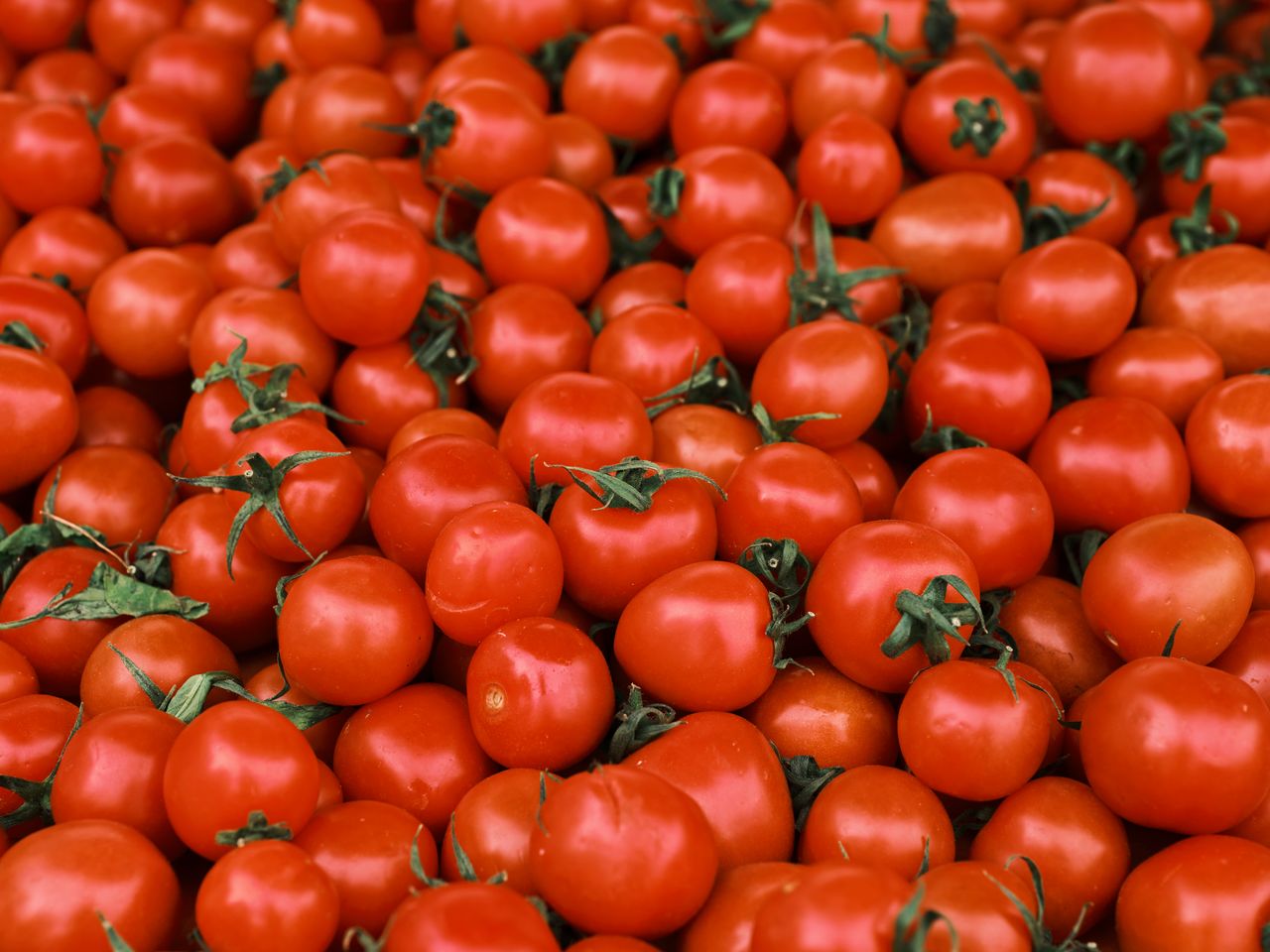 Vibrant close-up of fresh red tomatoes piled together, showcasing their round shape and lush color.