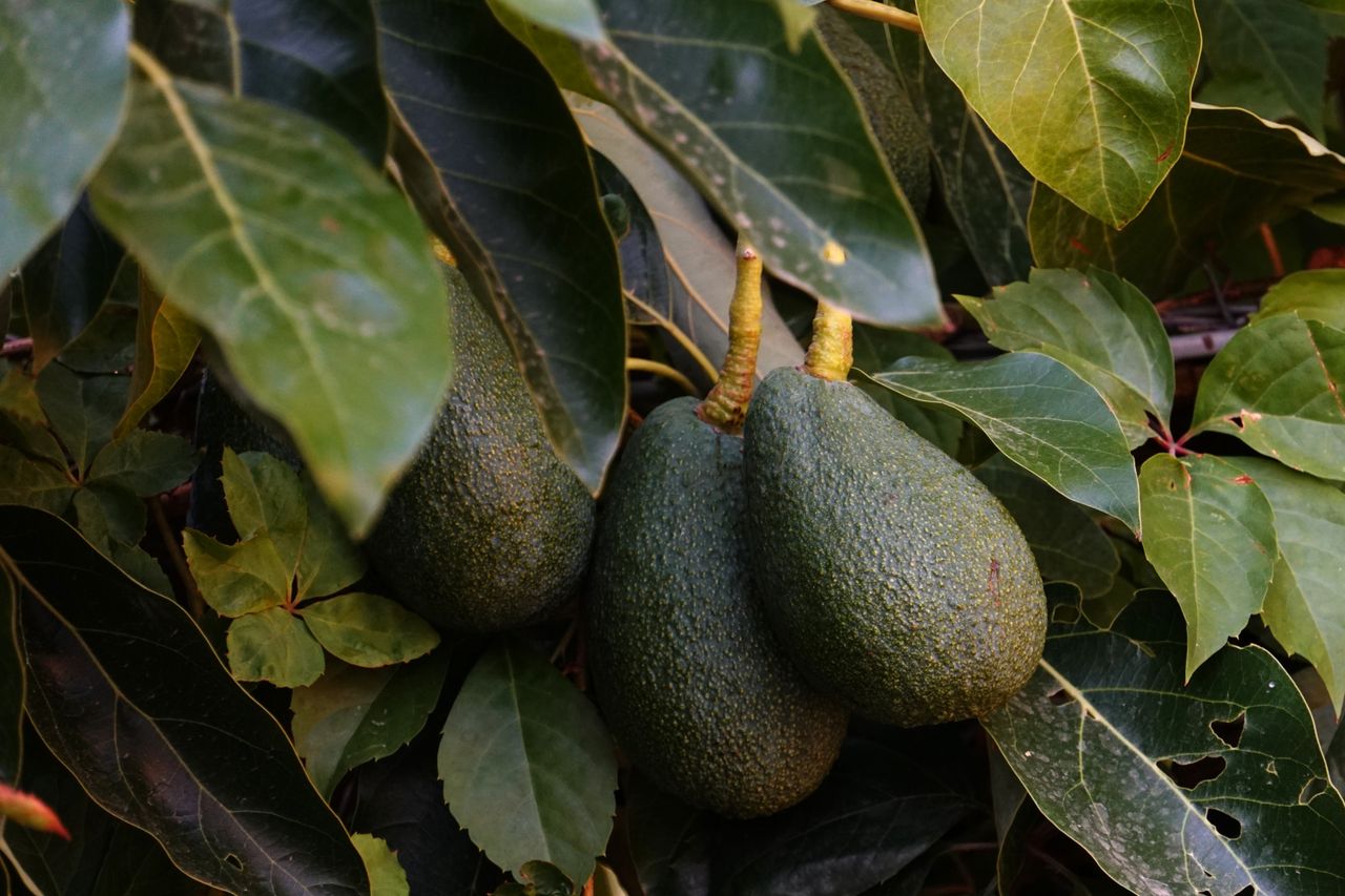 services-03 Close-up of ripe avocados clustered on a tree branch with green leaves.