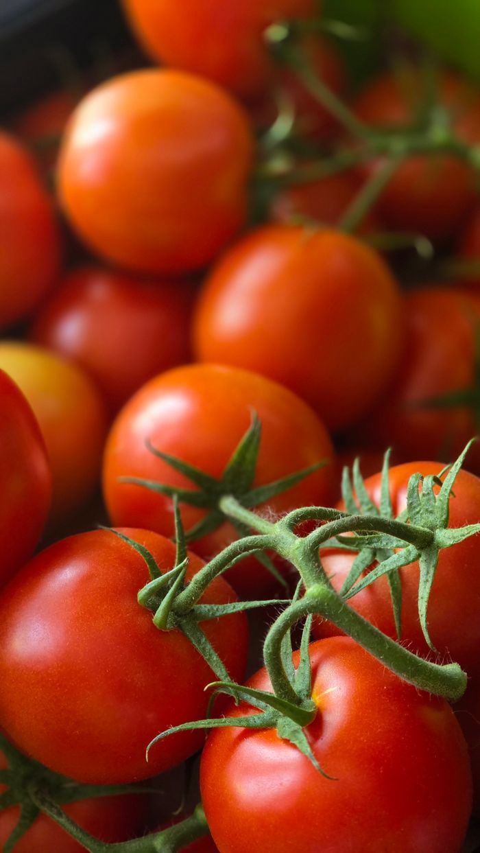 Close-up view of ripe tomatoes on the vine showcasing vibrant red hues.