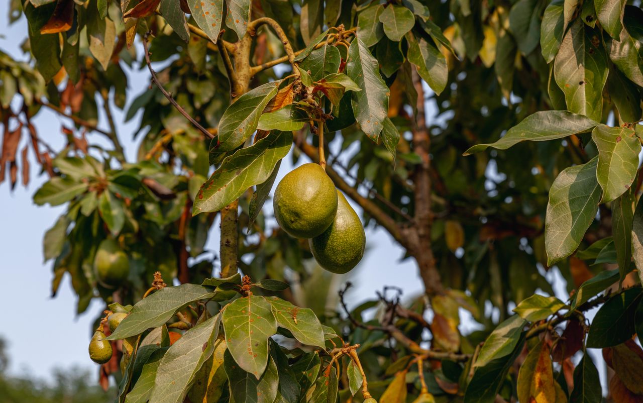 why-choose-us Lush avocado tree with ripe fruits hanging, captured outdoors in Bylakuppe, Karnataka, India.